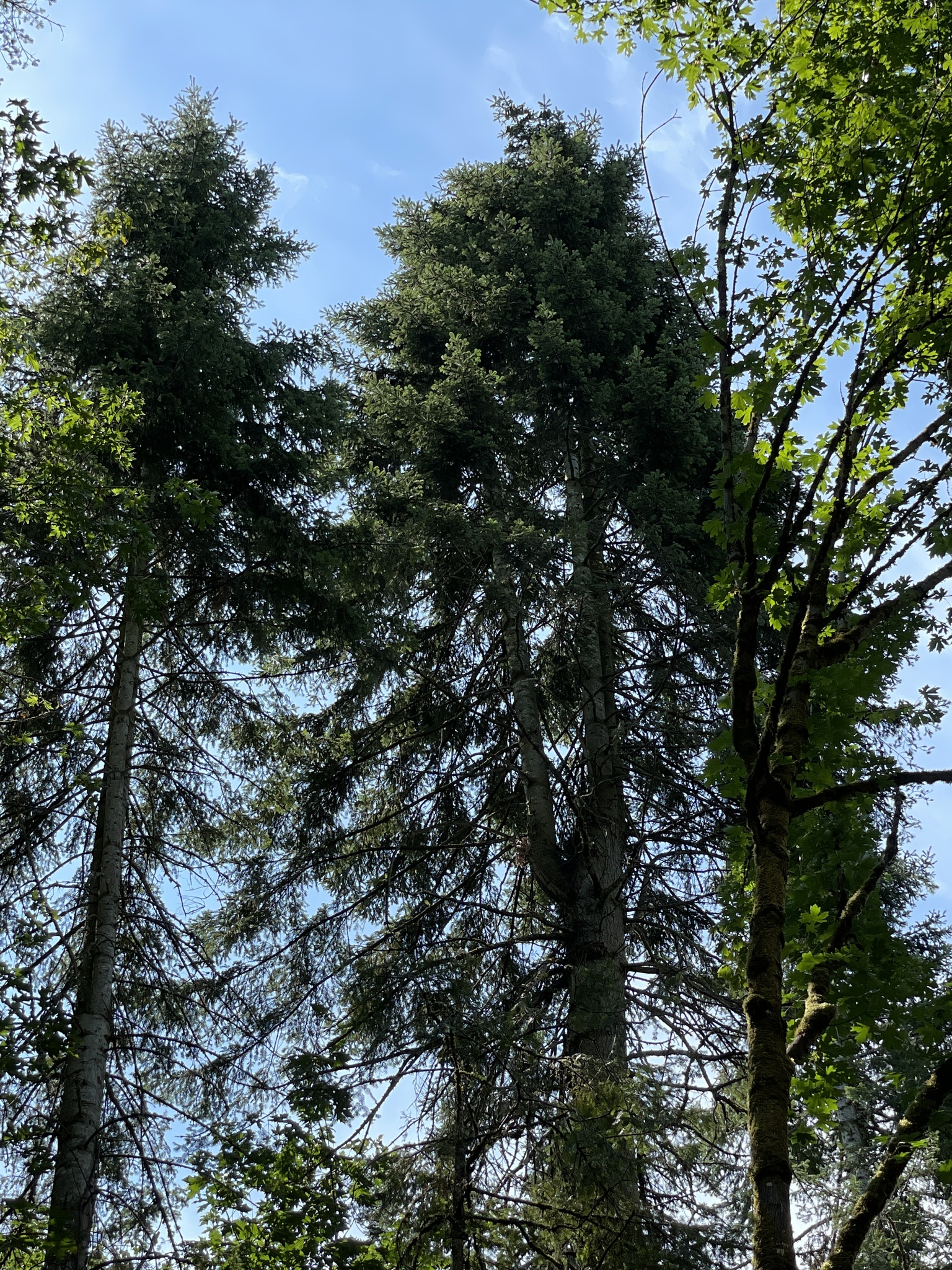 Abies grandis