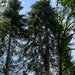 grand fir
