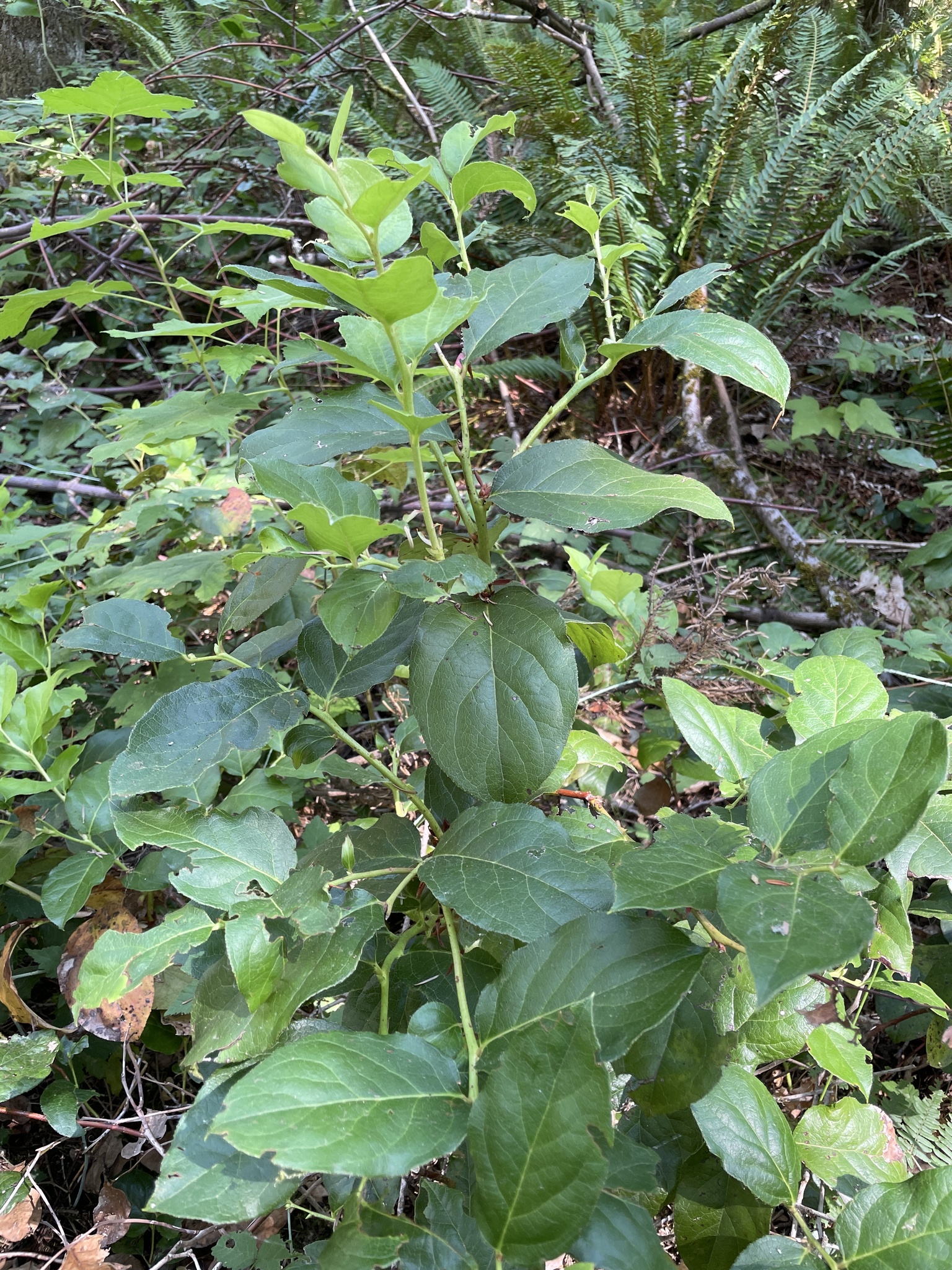 Gaultheria shallon