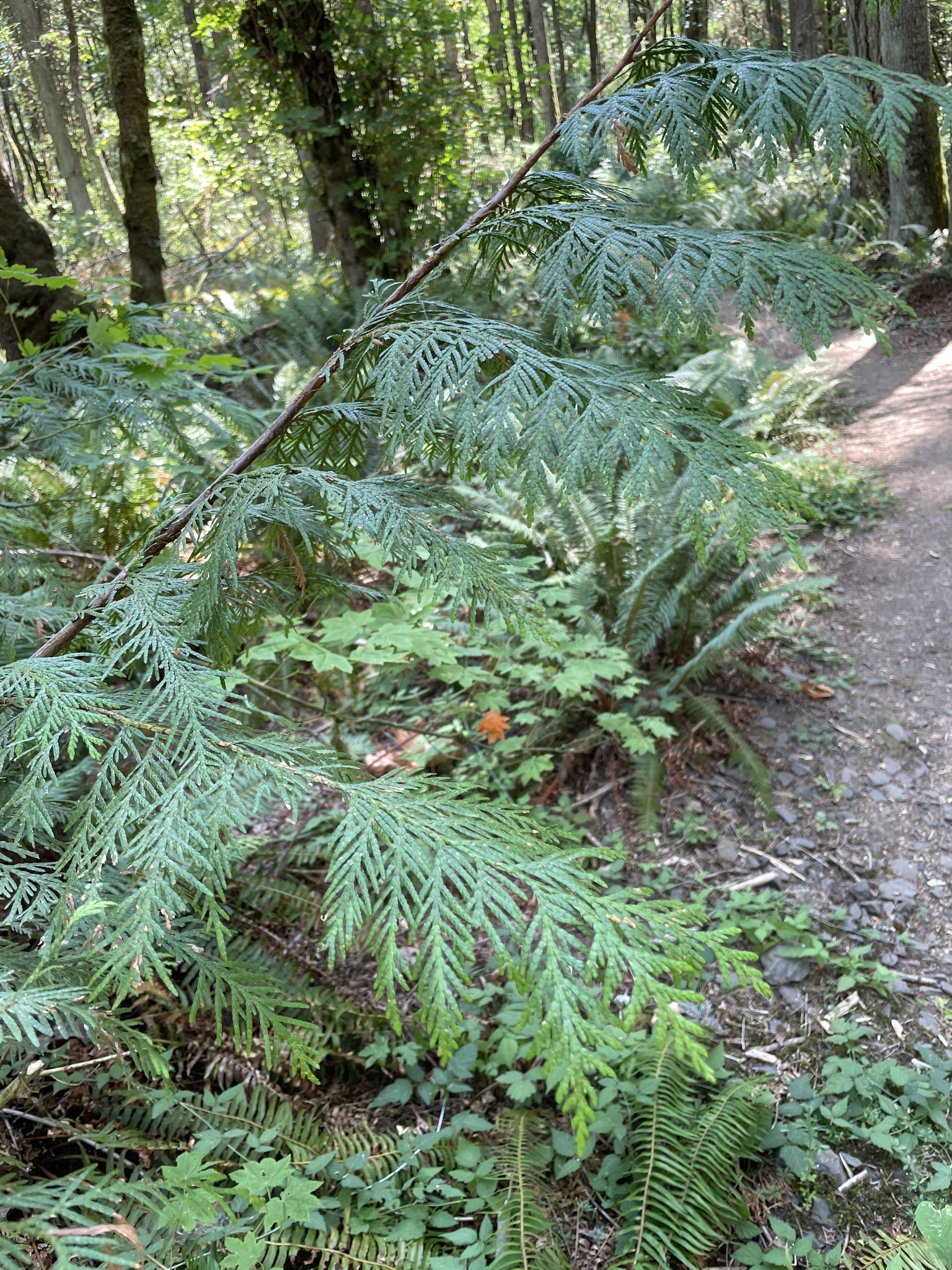 Thuja plicata