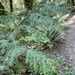 western redcedar