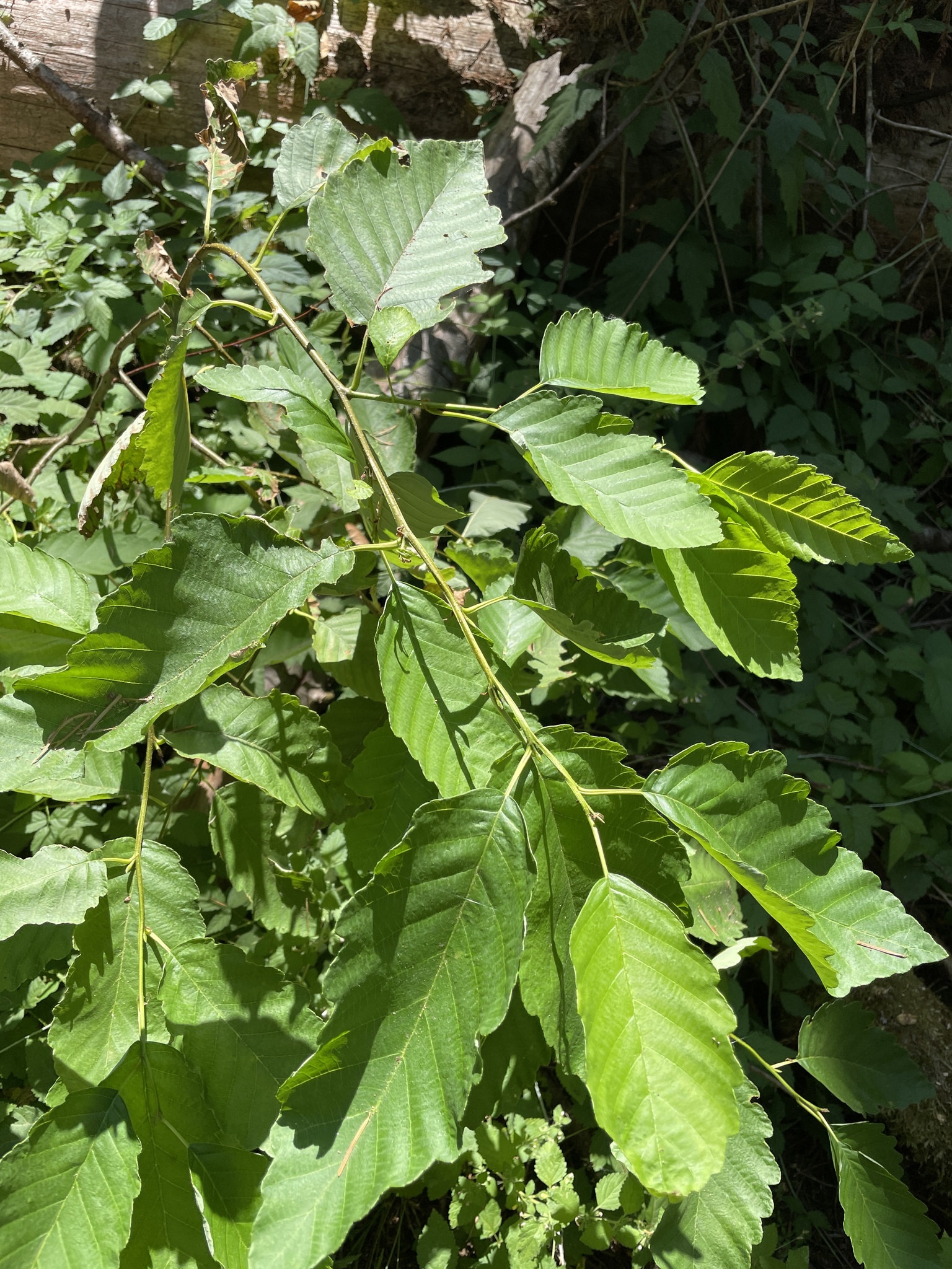 Alnus rubra