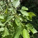 Red Alder