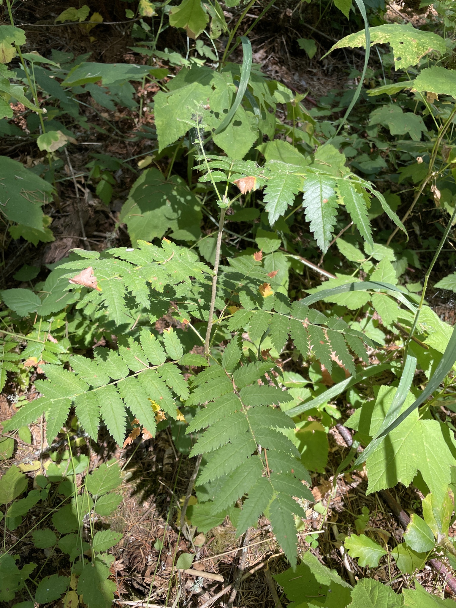 Sorbus aucuparia