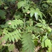 European mountain ash
