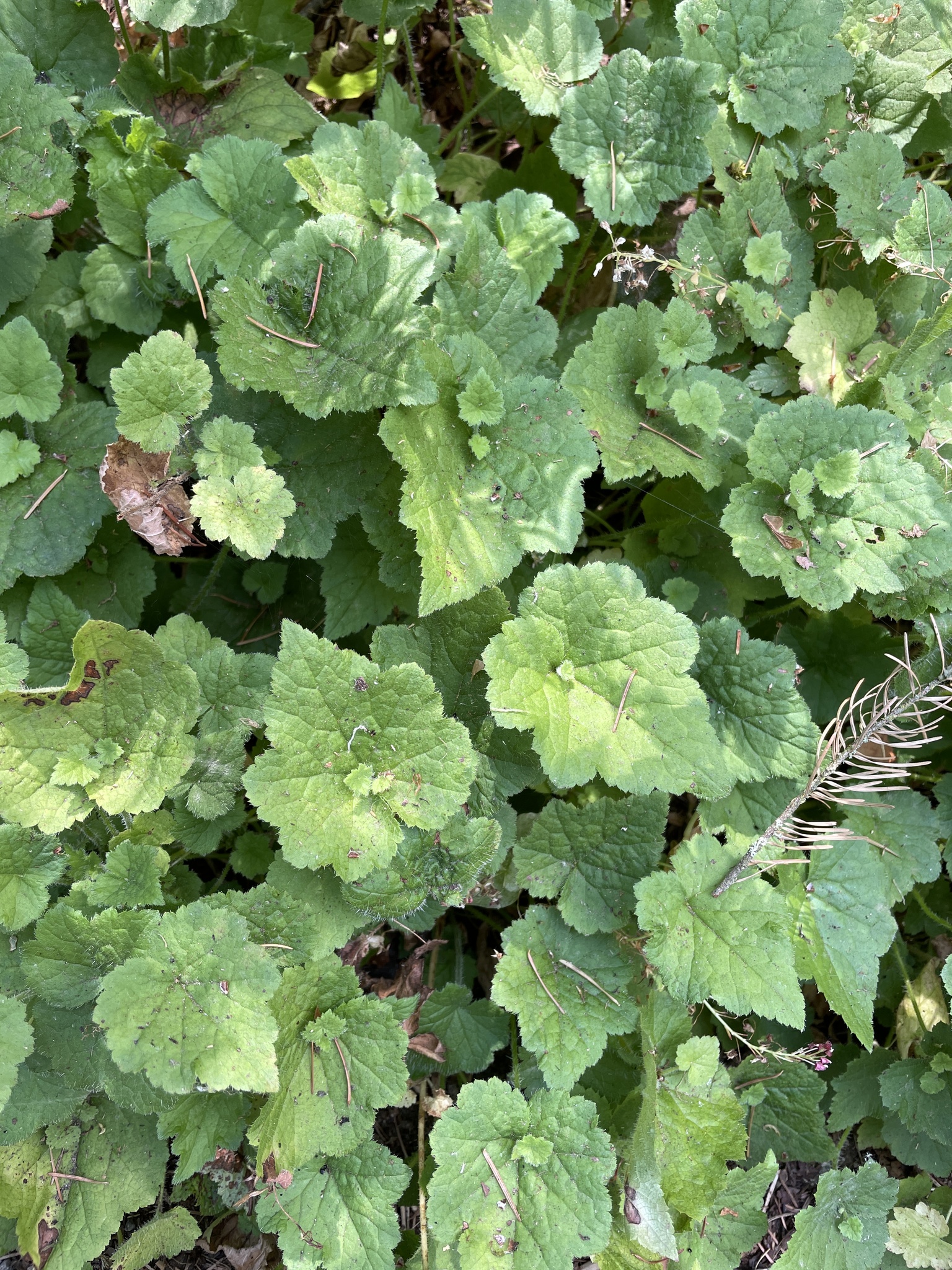 Tolmiea menziesii