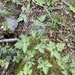 Herb Robert