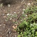 common hedge parsley