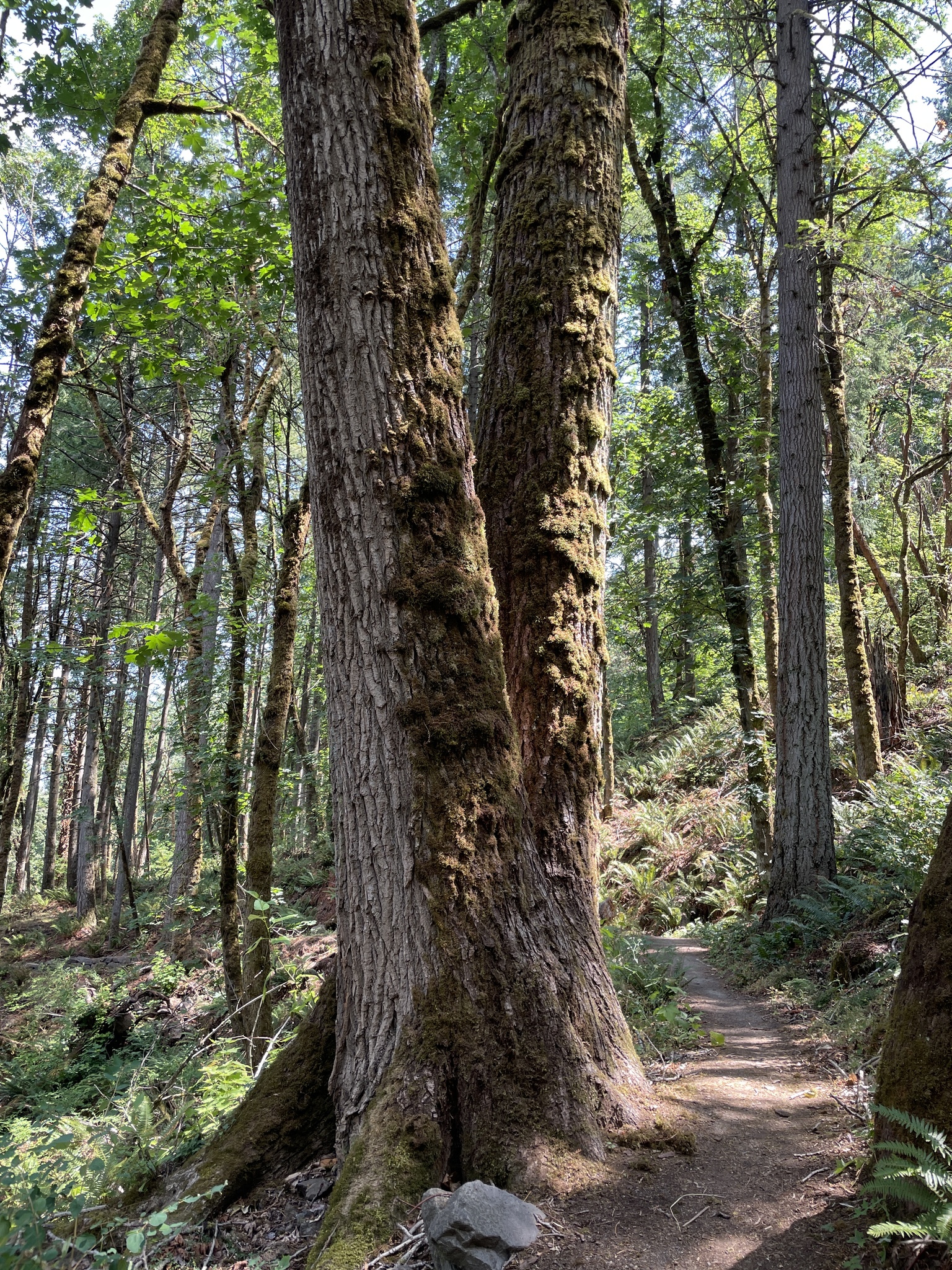 Populus trichocarpa