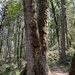 black cottonwood