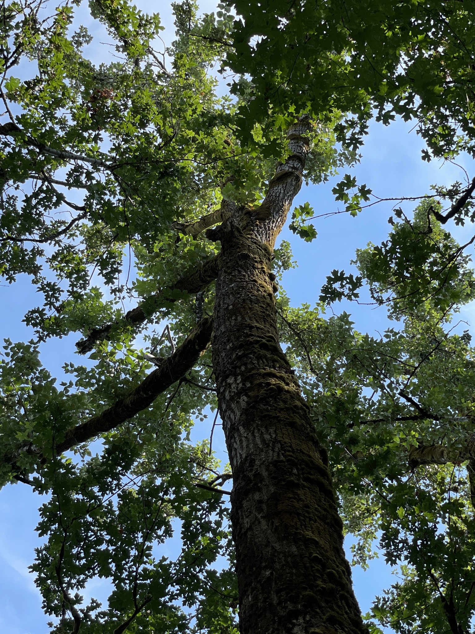 Populus trichocarpa