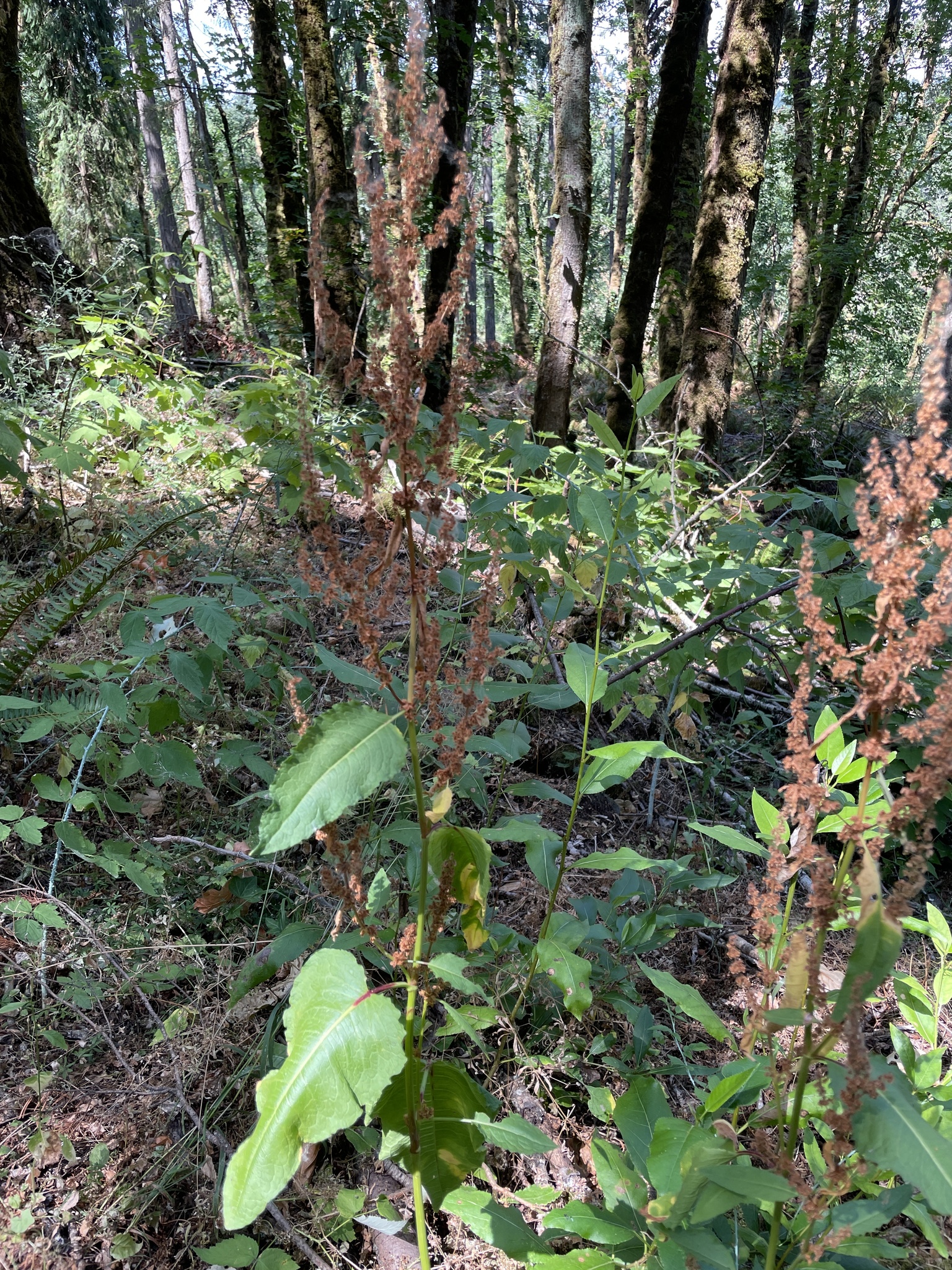 Rumex obtusifolius