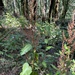 broad-leaved dock