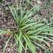 true sedges