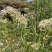 narrowleaf milkweed