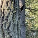 Hairy Woodpecker