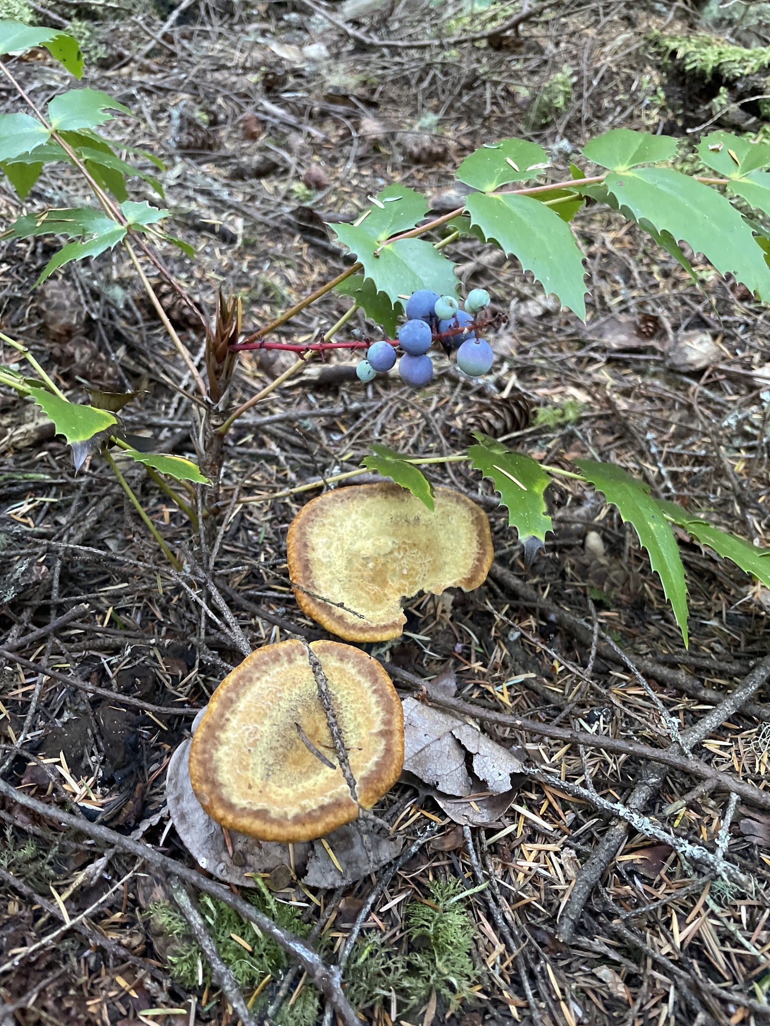 Agaricomycetes