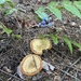 mushrooms, bracket fungi, puffballs, and allies