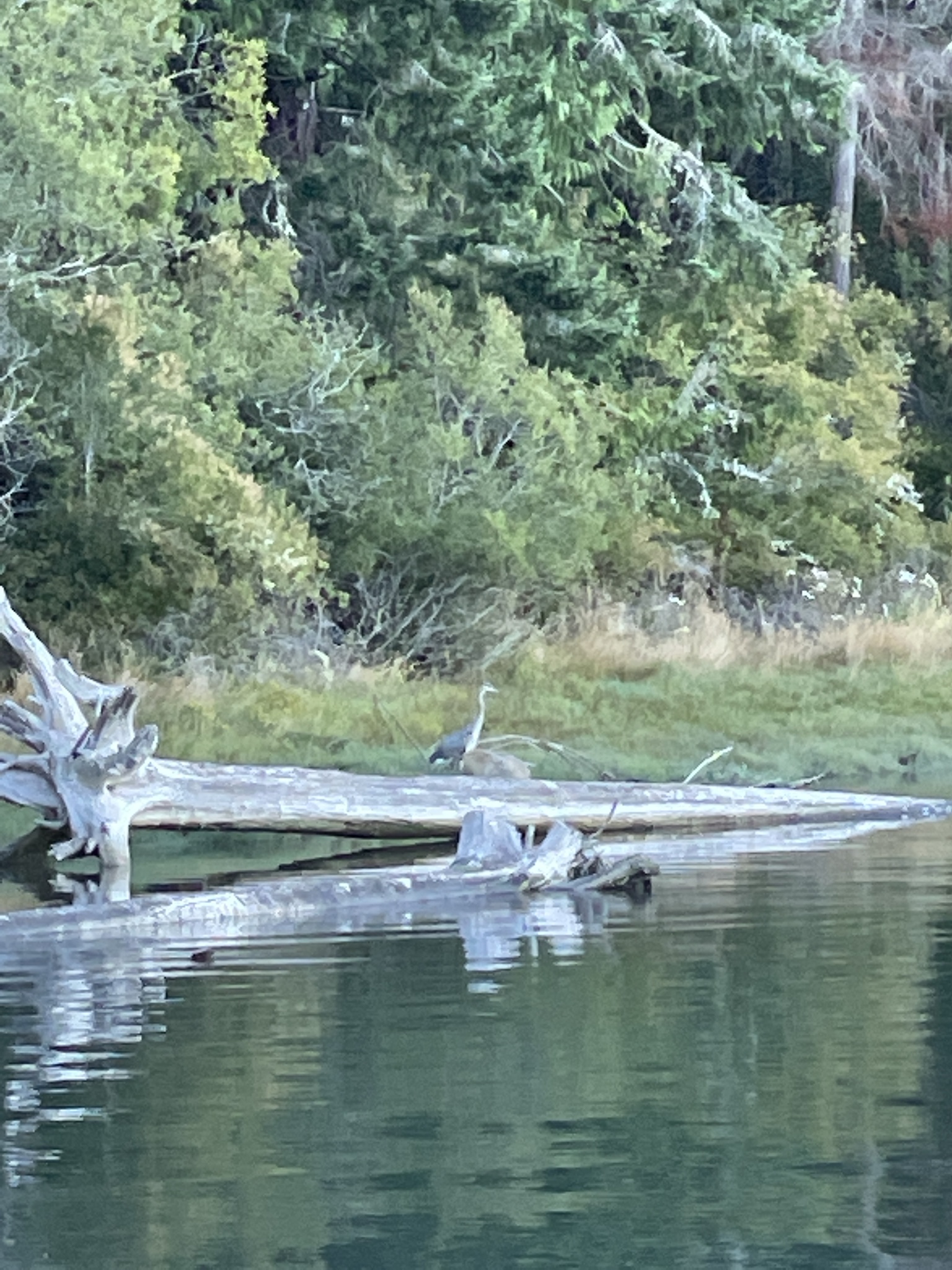 Ardea herodias
