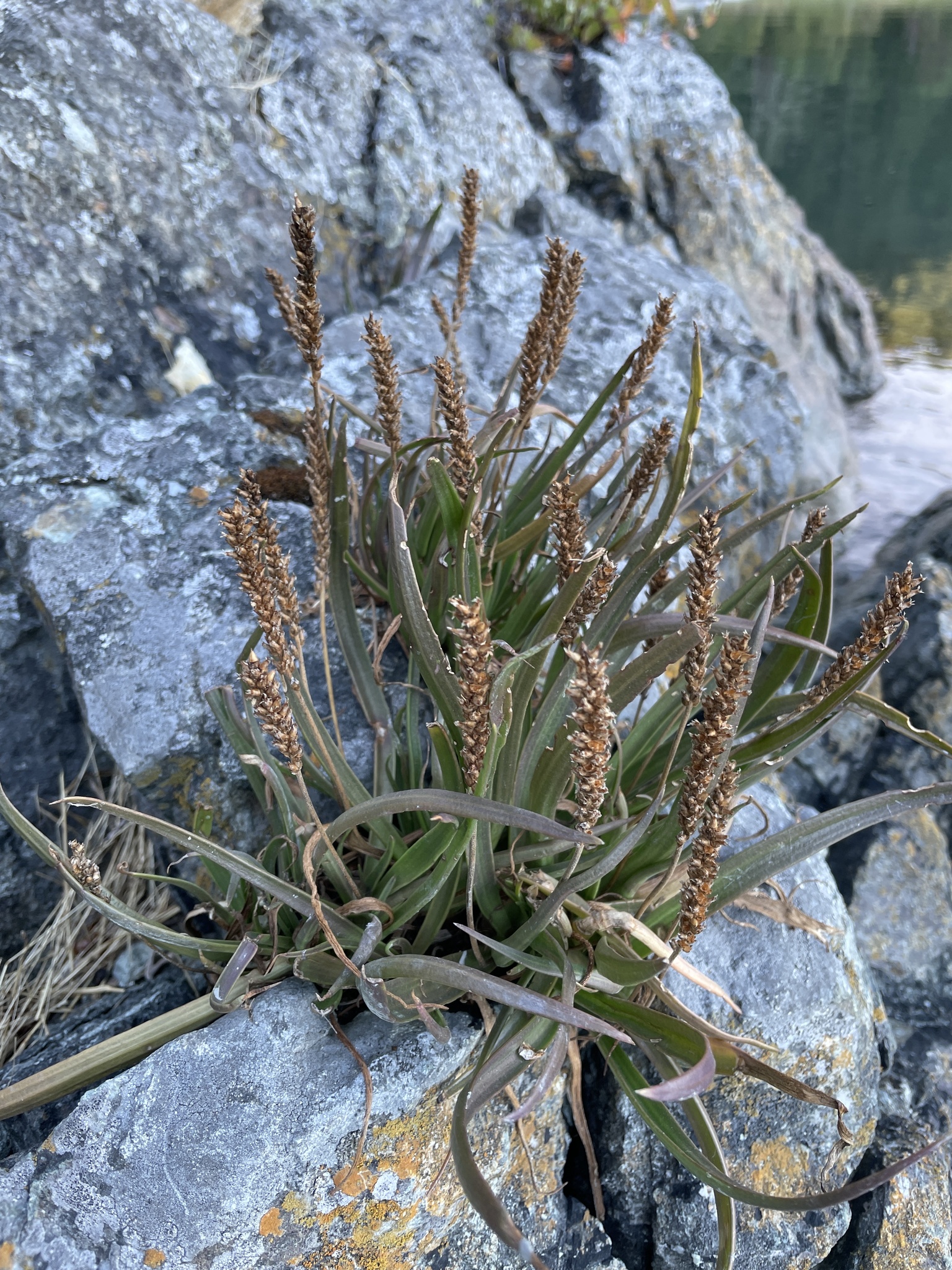 Plantago maritima