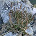 Sea Plantain