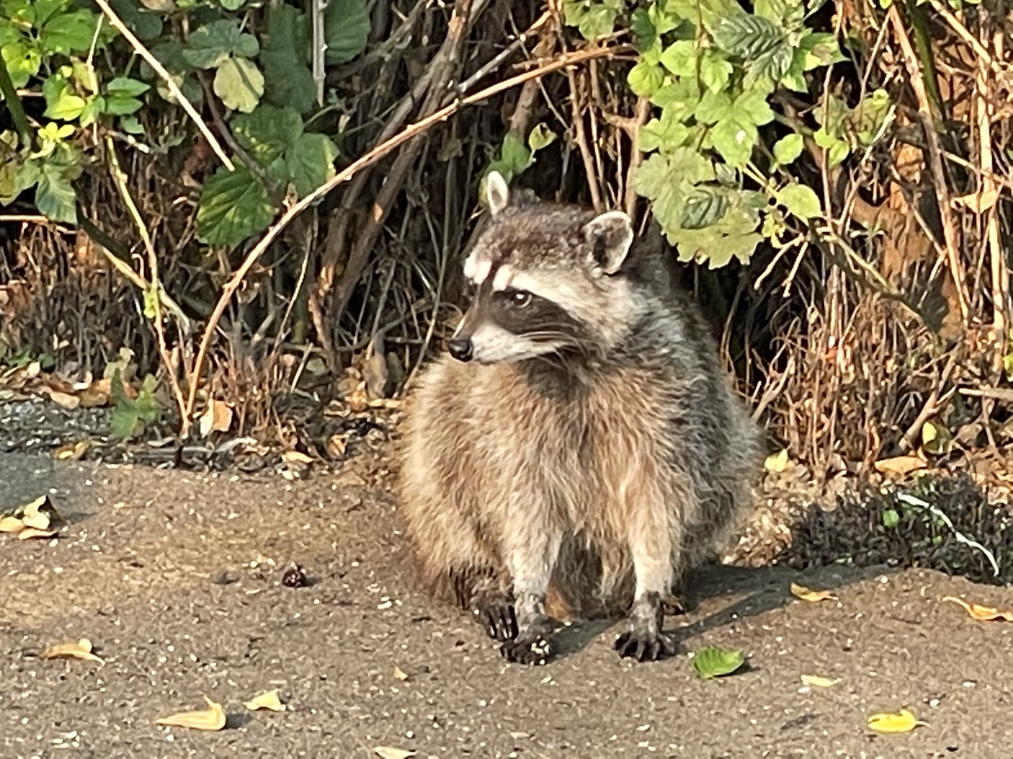 Procyon lotor