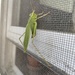 Fork-tailed Bush Katydid