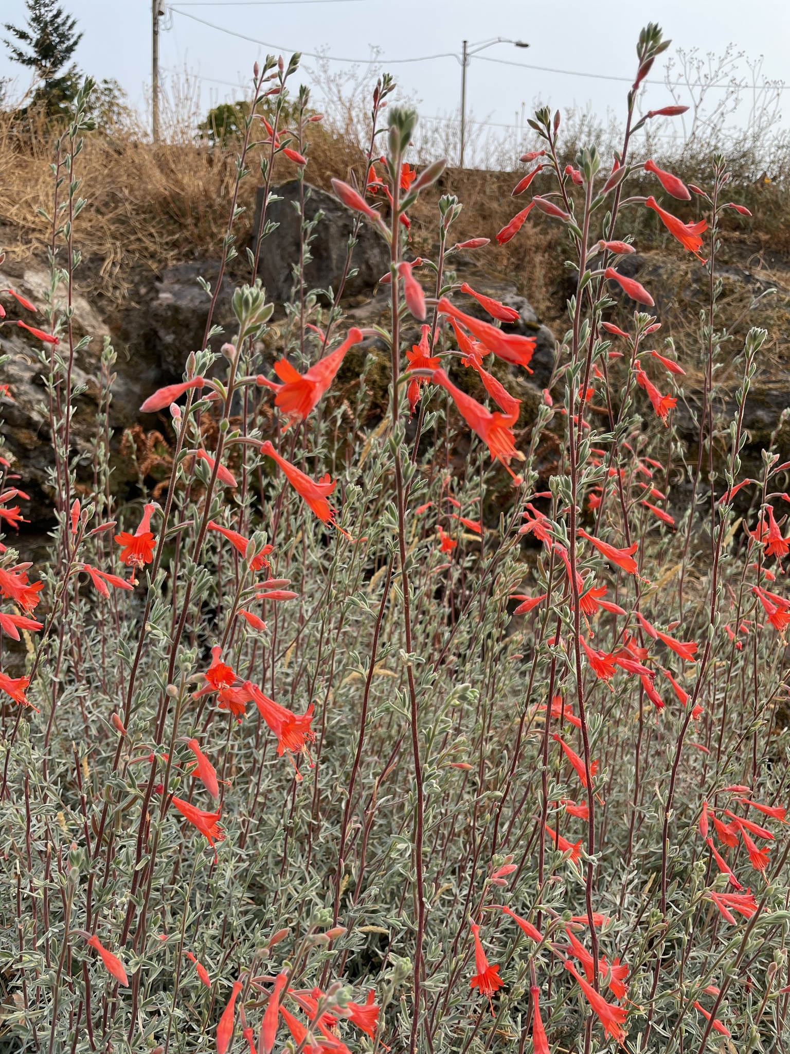 Epilobium canum
