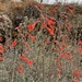California fuchsia