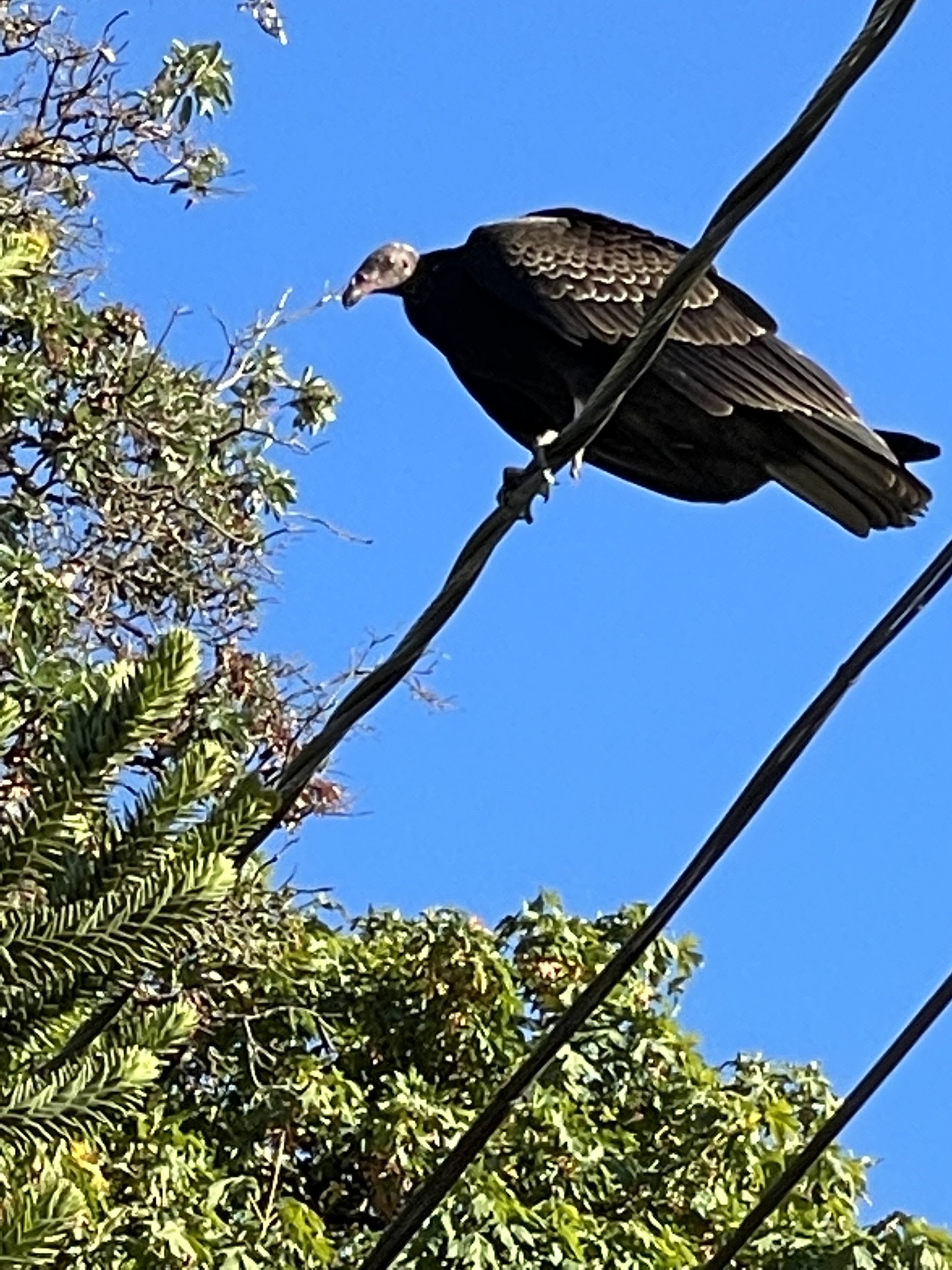 Cathartes aura