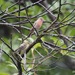 House Finch