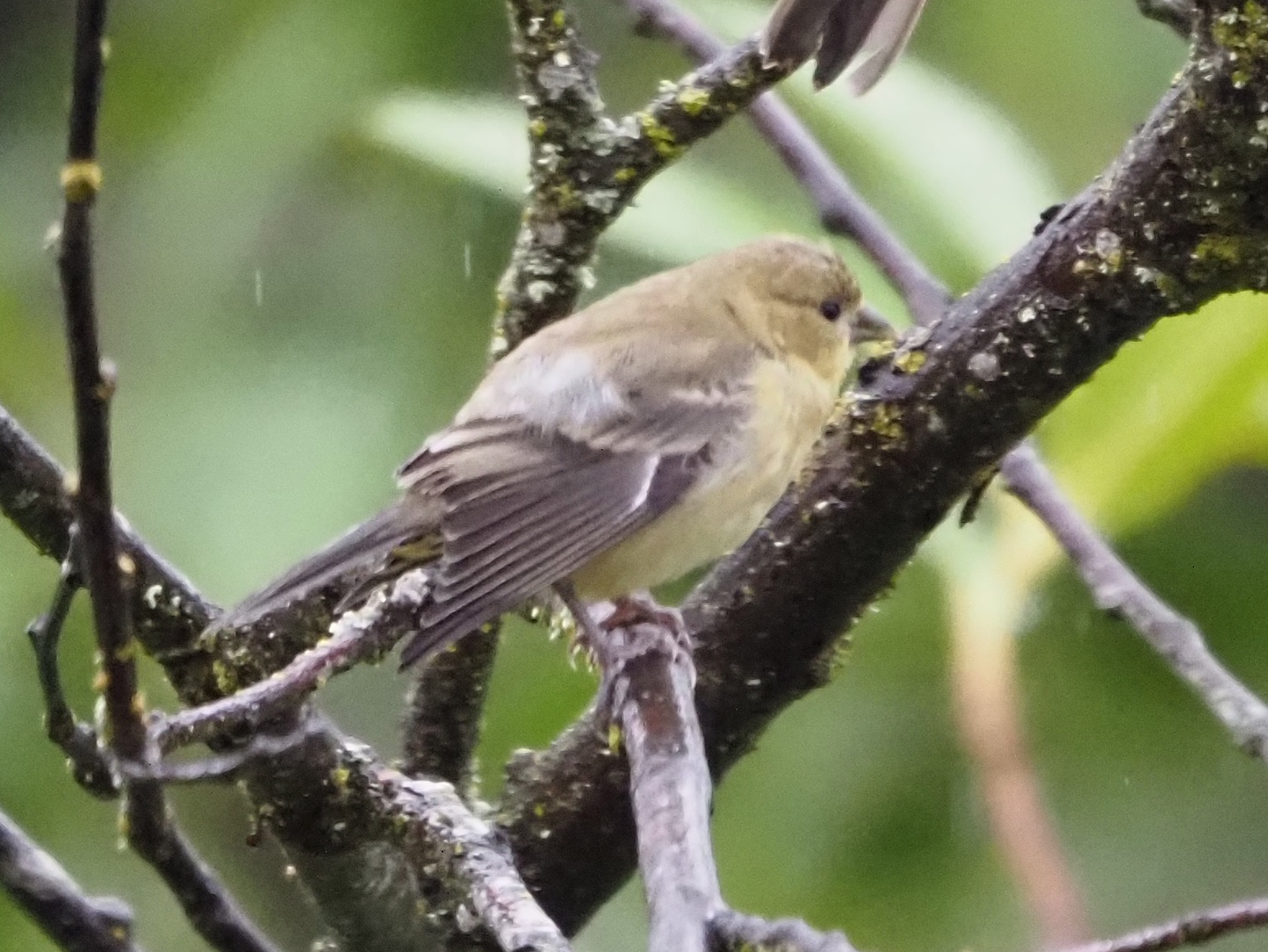Spinus psaltria