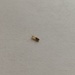 Termites