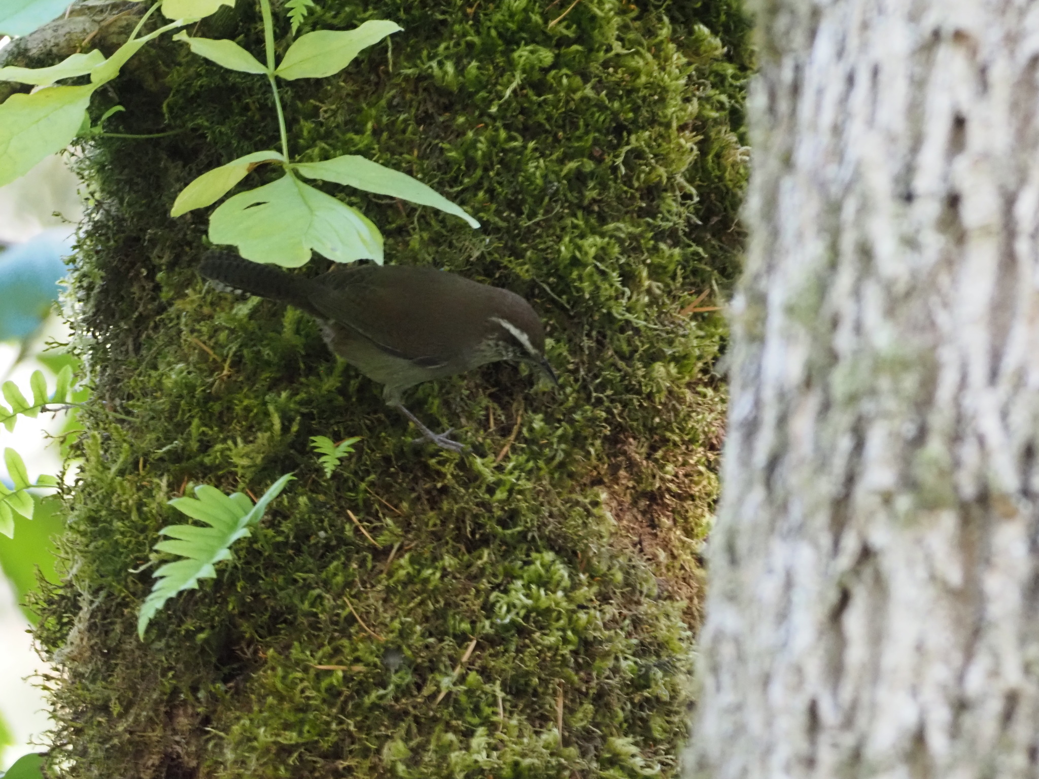 Thryomanes bewickii