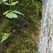 Bewick's Wren