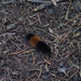 Isabella Tiger Moth