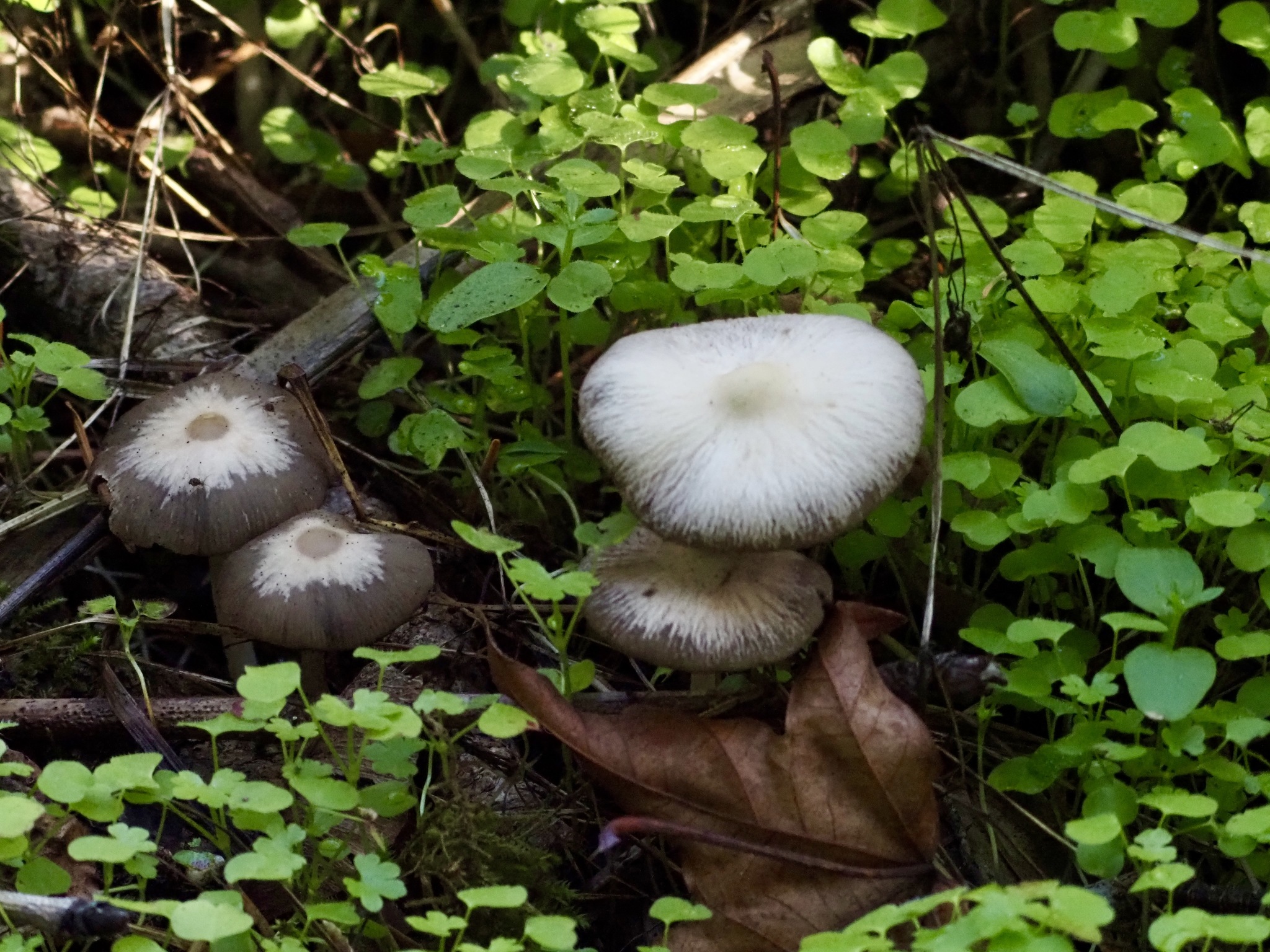Psathyrellaceae