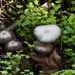 Brittlestems and Allies