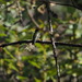 Anna's Hummingbird