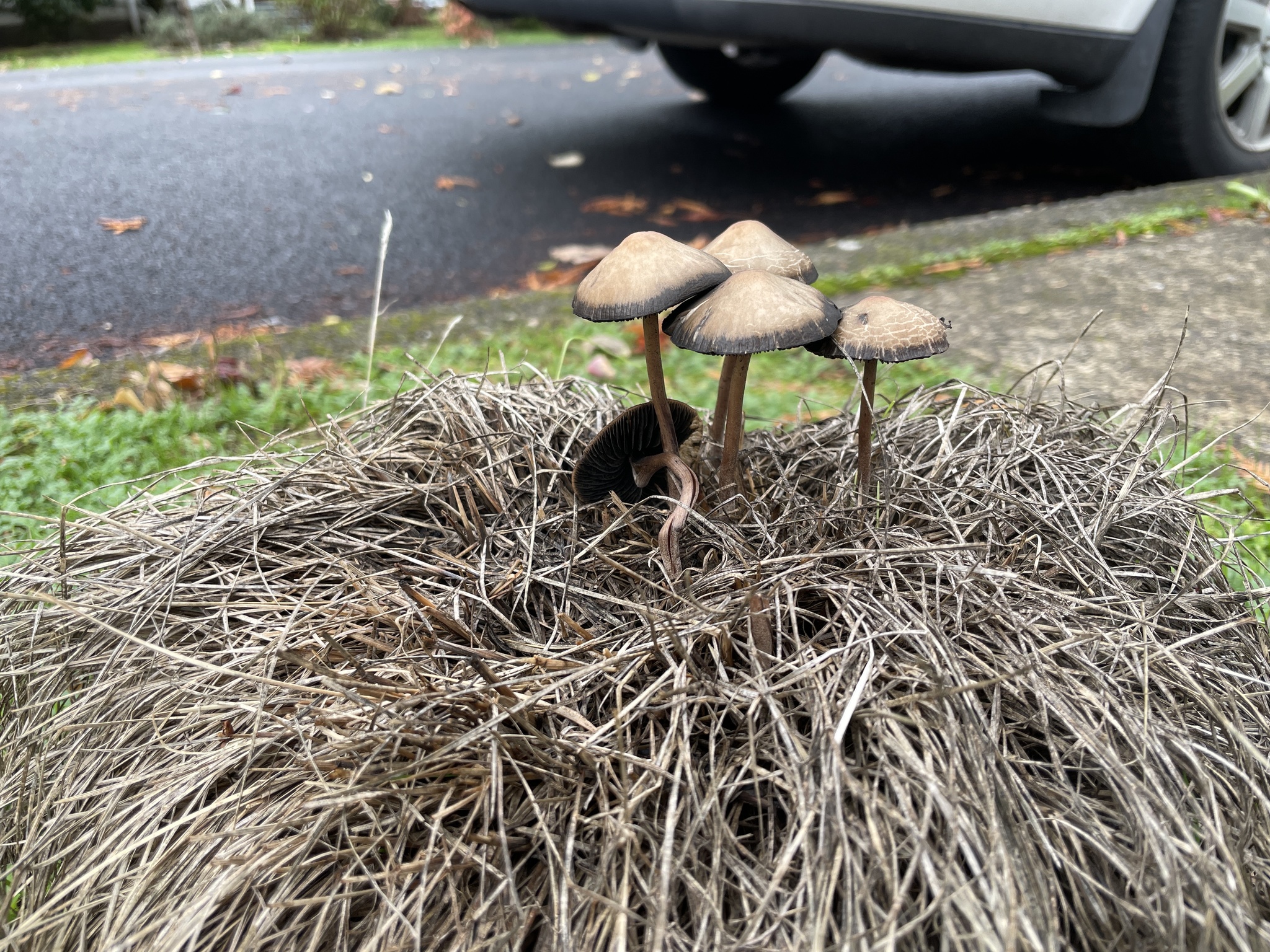 Panaeolus