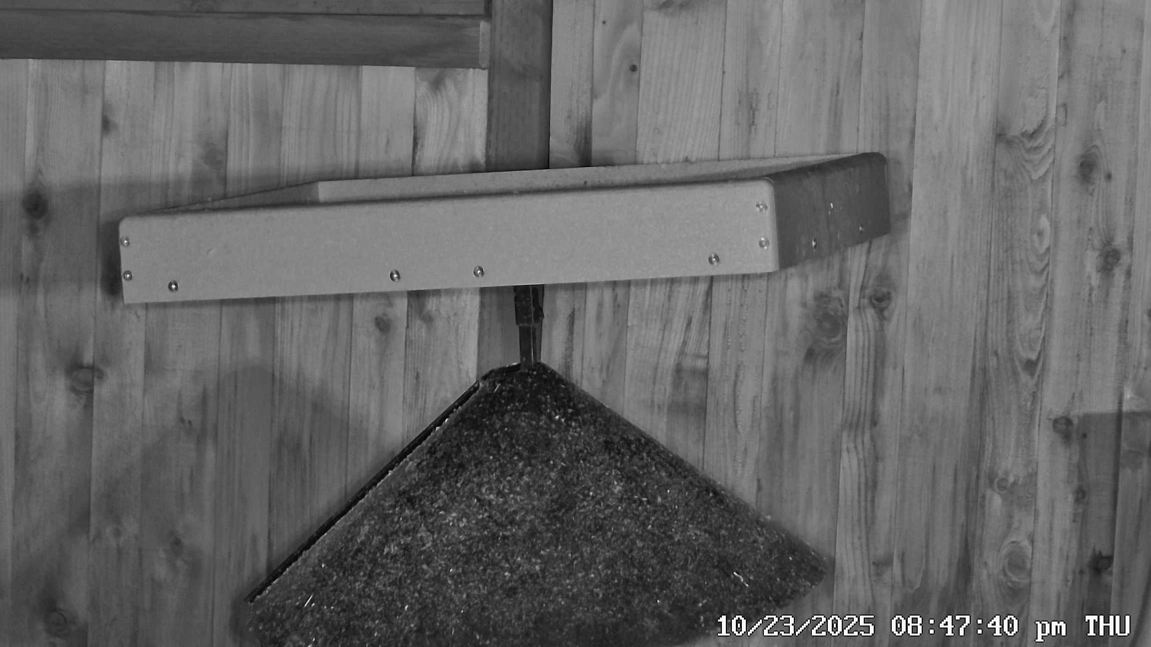 Bird Feeder Observation Station Current View - Click for live stream