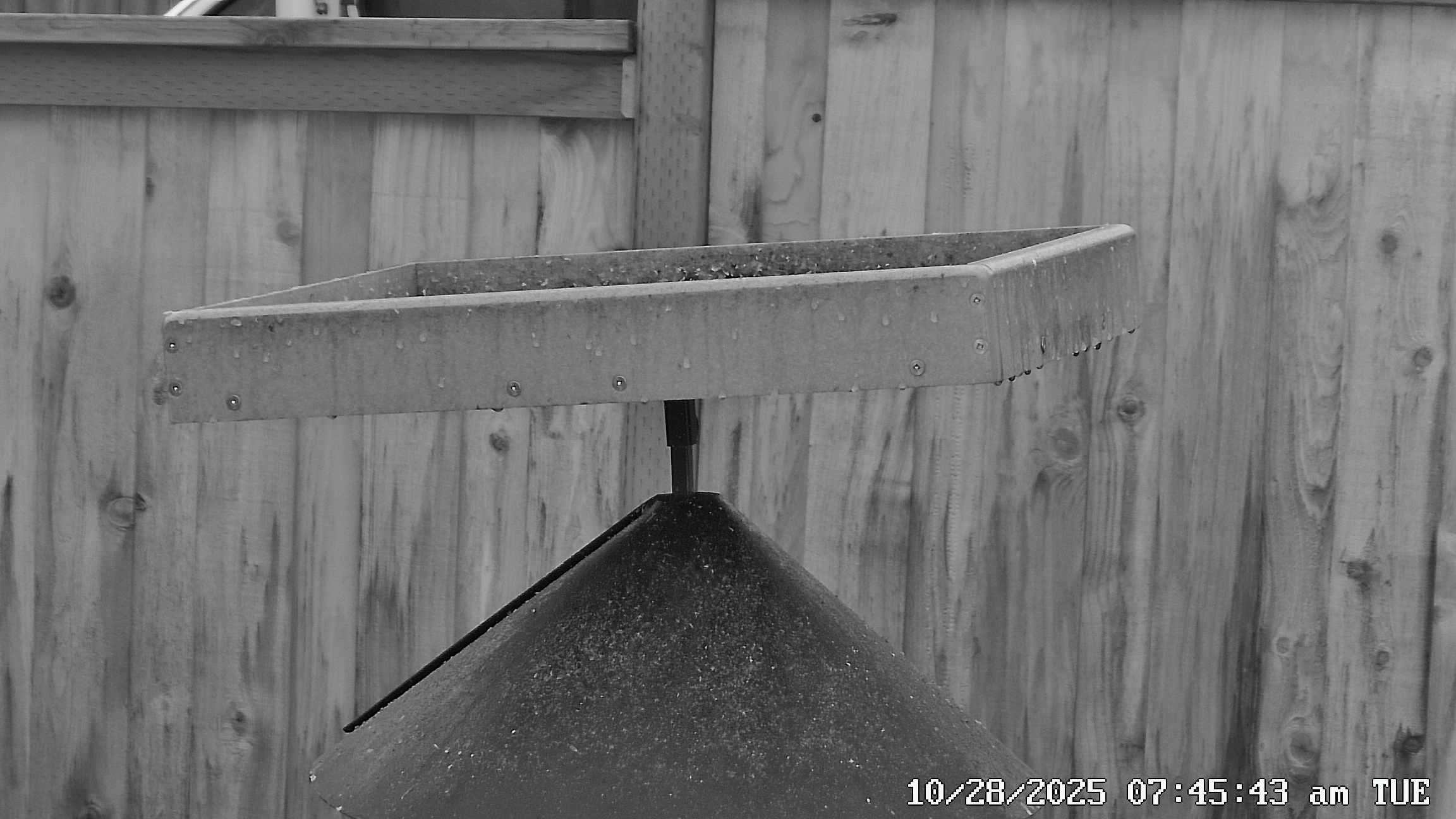 Bird Feeder Observation Station Current View - Click for live stream