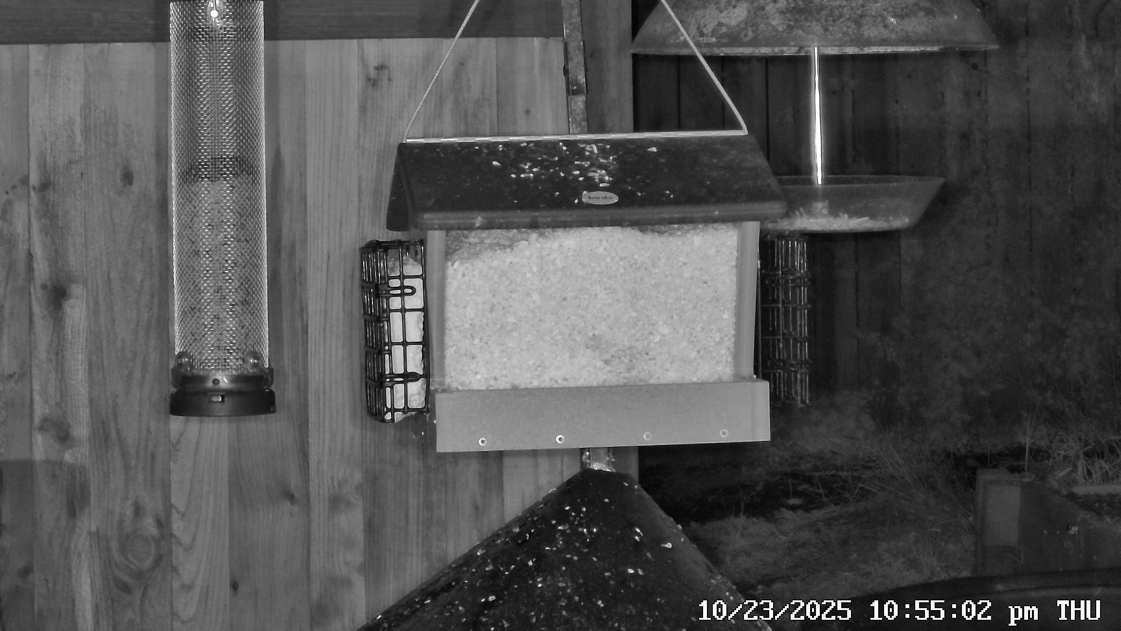 FeederCam Secondary Live Stream