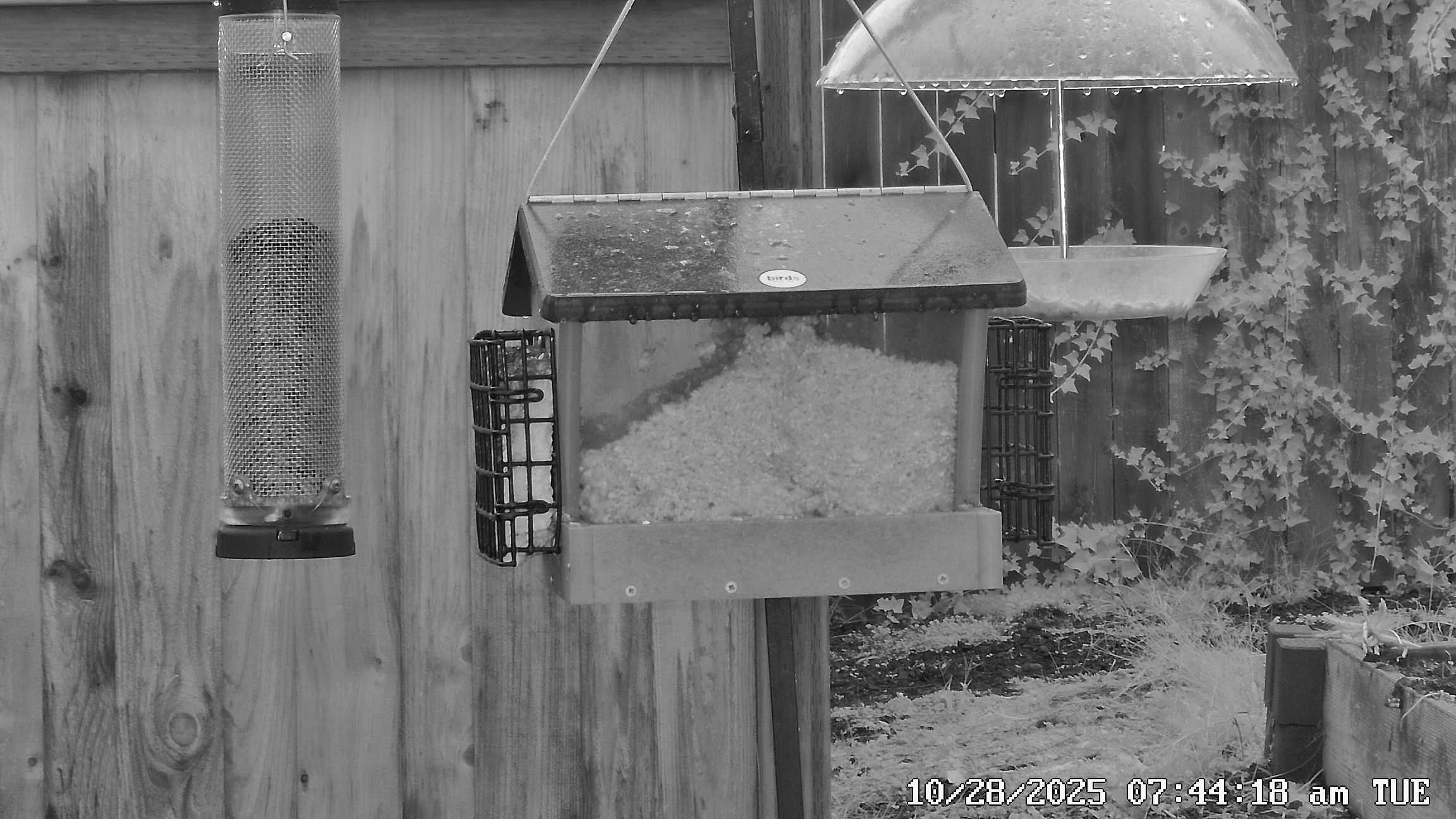 Bird Feeder Observation Station Current View - Click for live stream