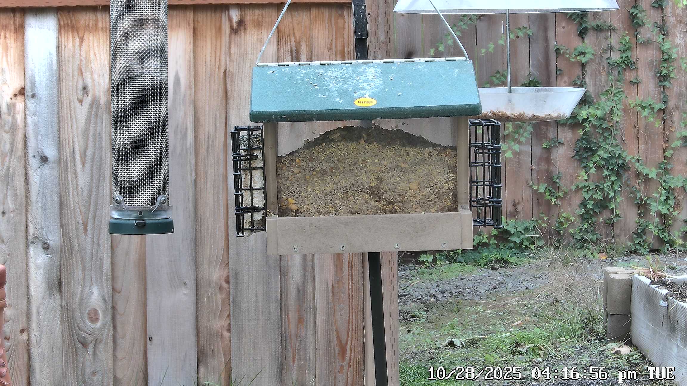 FeederCam Secondary Live Stream