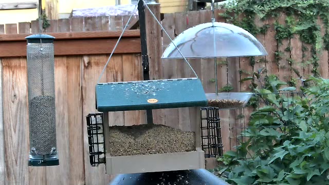 Bird Feeder Station - Camera2 Live Stream